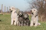 BEDLINGTON TERRIER 175